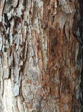 Texture of a large tree trunk Stock Photos