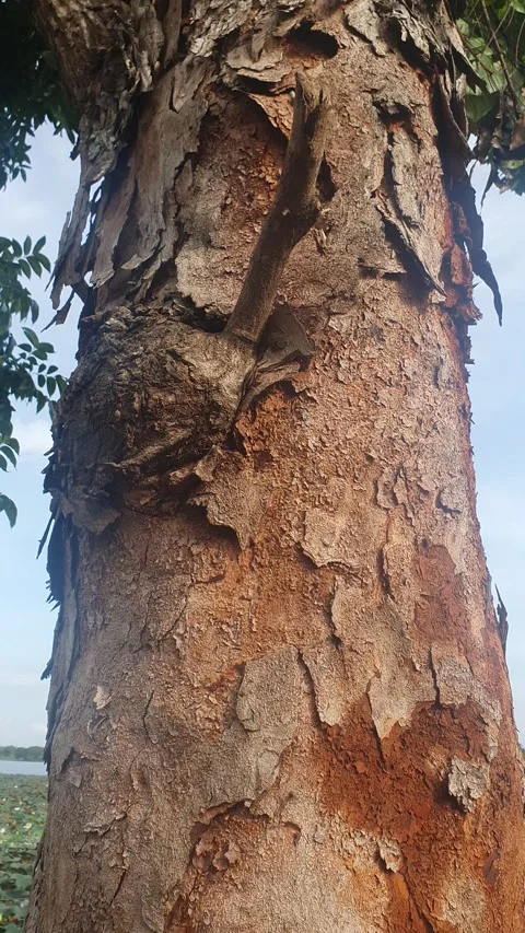 Texture of large tree trunks and green leaves Stock Footage 325349066