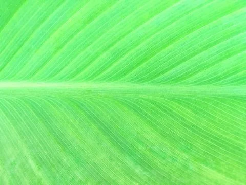 Texture of a large tropical green leaf with yellow spots. Stock Photos