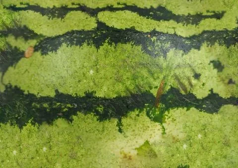 The texture of a large watermelon shell. Foto stock