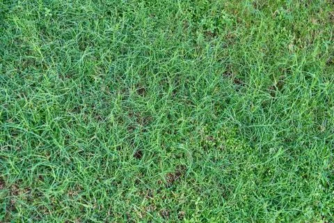 The texture of the lawn, green lawn with sparse grass closeup. Stock Photos
