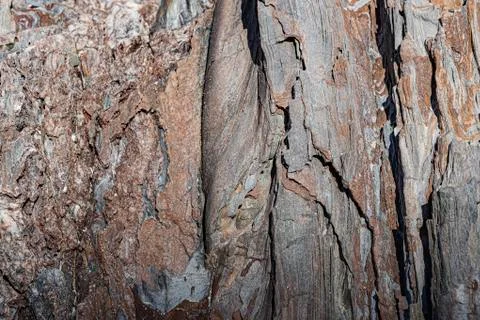 Texture of layered rock, which remind the bark of a tree. Stock Photos