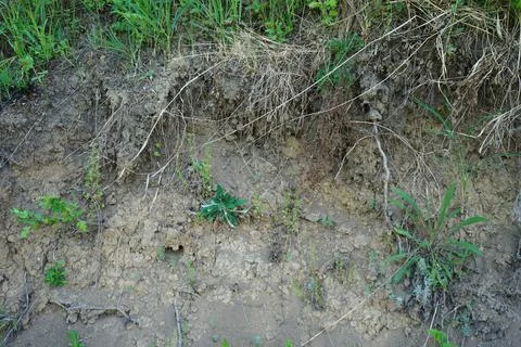 Texture layers of the earth. Cross-section in the soil. Foto stock