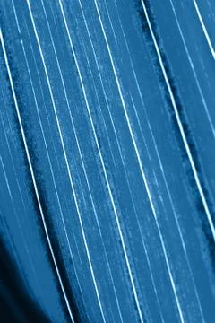 Texture of leaf against the light. Abstract natural background. Classic blue  Stock Photos