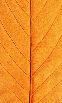 Texture of the leaf, autumn colors, beech 스톡 사진