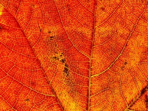 Texture of a leaf in autumn Stock Photos