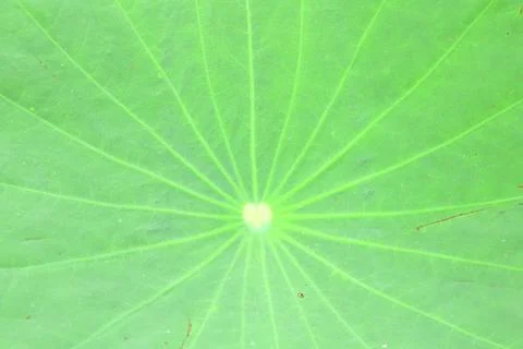 Texture leaf of lotus. Stock Photos