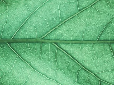 Texture of a leaf, mint color. Stock Photos