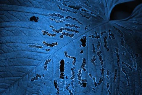 Texture of the leaf with natural holes. Abstract dark blue background Photos