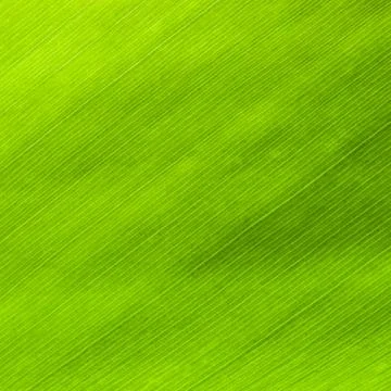 Texture of leaf Stock Photos