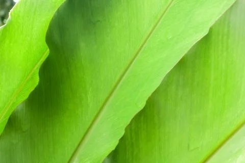 Texture of leaf Stock Photos