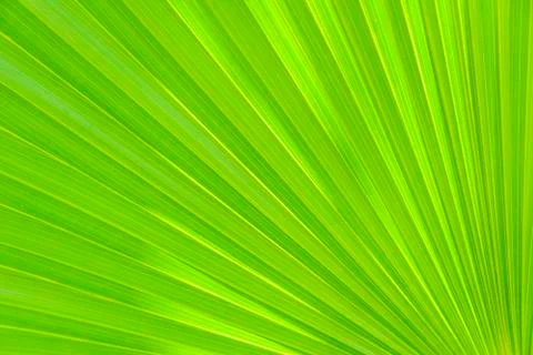 The texture of the leaf Stock Photos