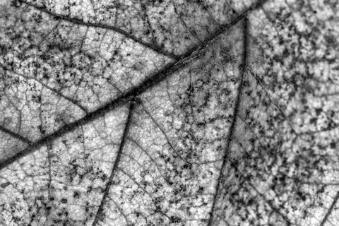 Texture of leaf Stock Photos