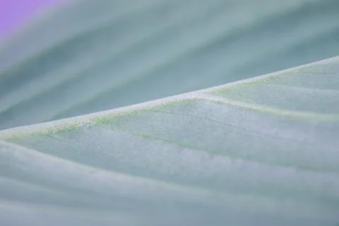 A texture of a leaf Stock Photos