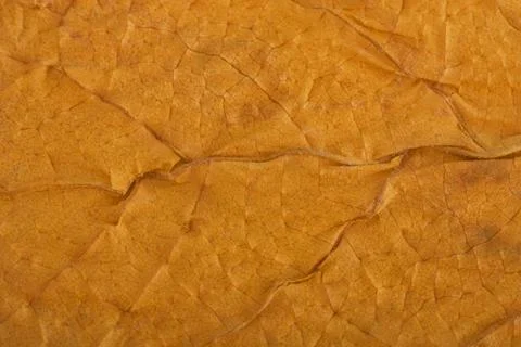 Texture of leaf Stock Photos