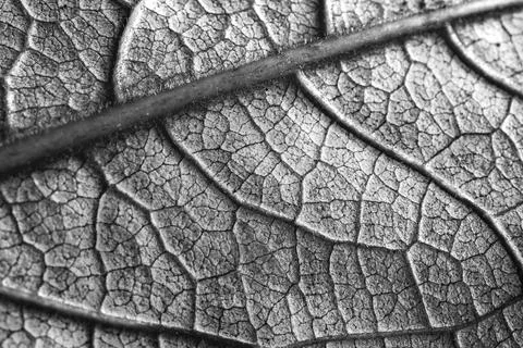 Texture of leaf Stock Photos