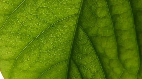 Texture of the leaf of the plant. macro world. biology microscope. Stock Footage 129851969