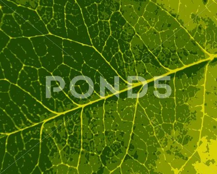 Texture leaf tree Stock Photos