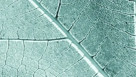 Texture of of leaf veins with infrared effect Stock Footage 211823655