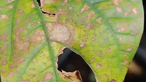 The texture of the leaves of a long bean Stock Footage 305728361