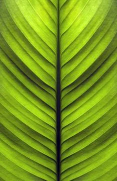 Texture of the leaves Stock-Fotos