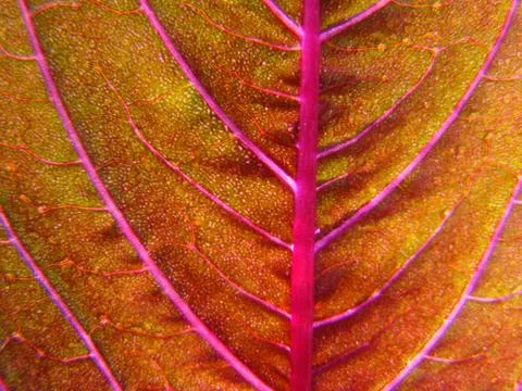 Texture of the leaves Stock Photos
