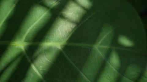 Texture of leaves in shadow Stock Footage 276830604