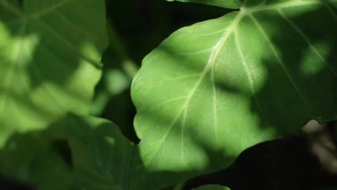 Texture of leaves in shadow Stock Footage 276830868