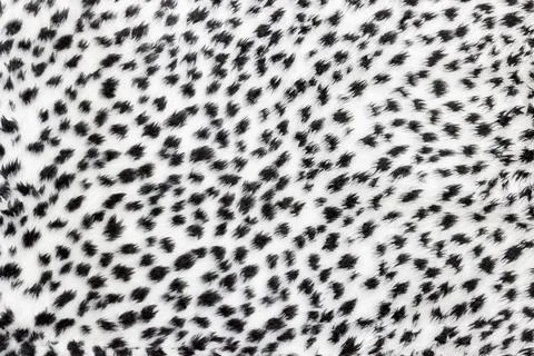 Texture of leopard fur in white with black spots Foto stock