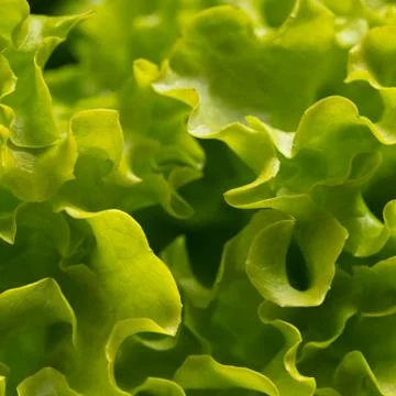 Texture of lettuce close-up Stock Photos