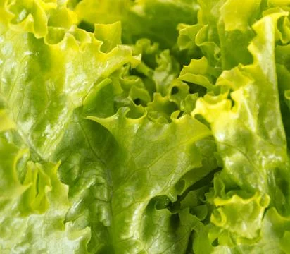 Texture of lettuce close-up Stock Photos