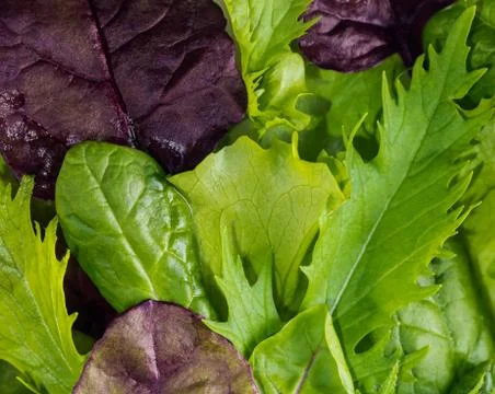 Texture of lettuce leaves Stock Photos