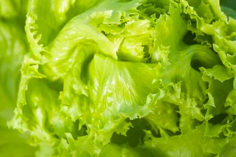Texture of lettuce Stock Photos