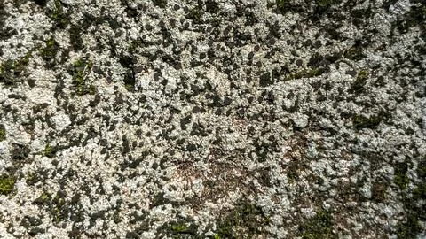 Texture of lichen and moss on the surface of the stone 库存照片