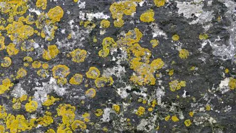 Texture lichen old stone Wall Foto stock