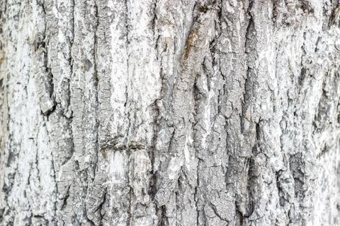 Texture of the light bark of a tree 스톡 사진