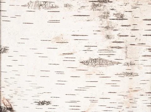 Texture of light birch bark top view Stock Photos