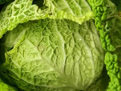 Texture of a light green embossed cabbage leaves Stock Photos