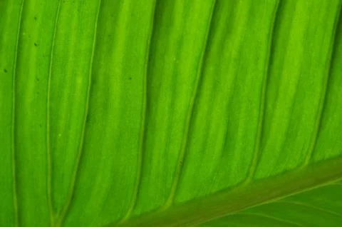 Texture of light green plant leaf Stock Photos