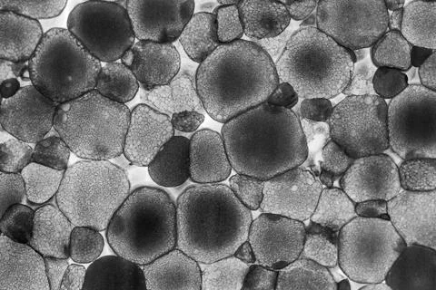 Texture of lighted foam layer Stock Photos