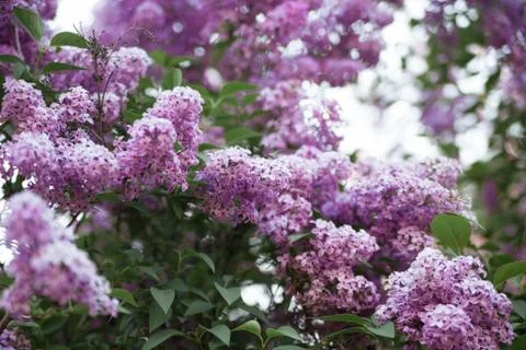 Texture of lilac flower Stock Photos