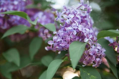 Texture of lilac flower Stock Photos