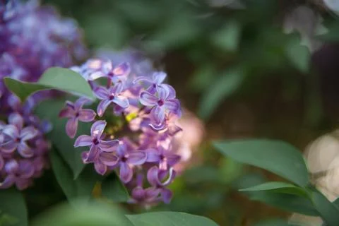 Texture of lilac flower Stock Photos