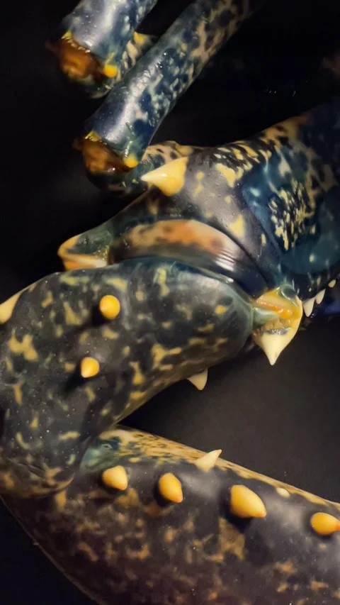 Texture Lobster shell 库存影片 333581093