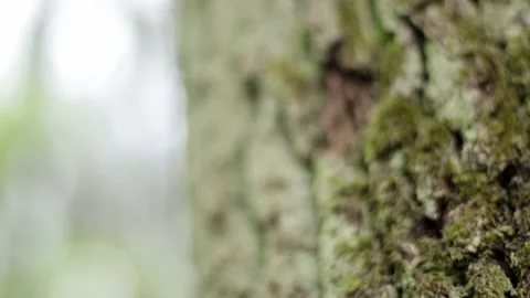 The texture of logs in the forest. Harvest tree for the winter V Stock Footage 143699272
