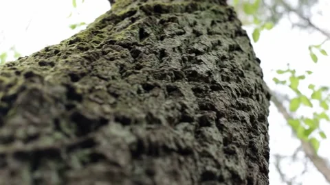 The texture of logs in the forest. Harvest tree for the winter V Stock Footage 143699353
