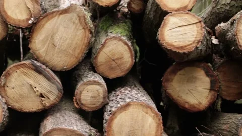The texture of logs in the forest. Harvest tree for the winter V Stock Footage 143700459