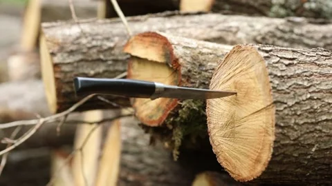 The texture of logs in the forest. Harvest tree for the winter V Stock Footage 143700820