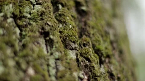 The texture of logs in the forest. Harvest tree for the winter V Stock Footage 143702280