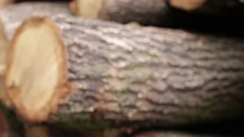 The texture of logs in the forest. Harvest tree for the winter V Stock Footage 143703196